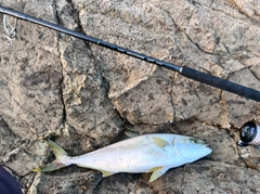 ヒラマサの釣果