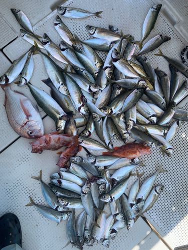 アジの釣果