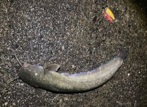 ナマズの釣果