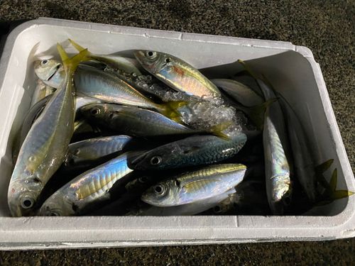 アジの釣果