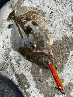 ヒラメの釣果