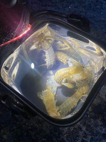 シャコの釣果