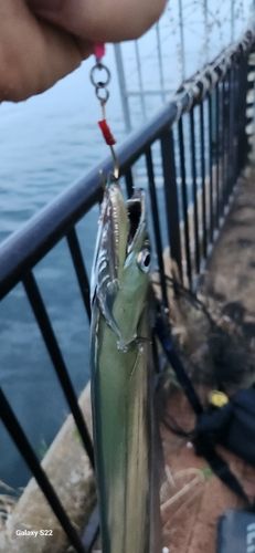 タチウオの釣果