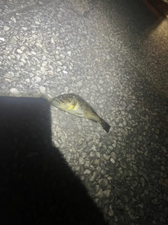 クロソイの釣果