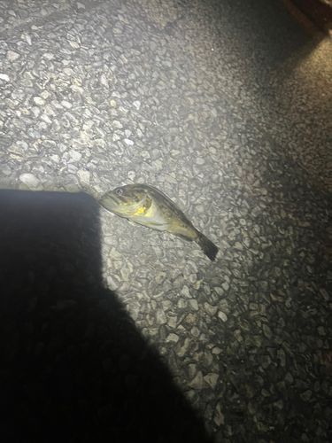 クロソイの釣果