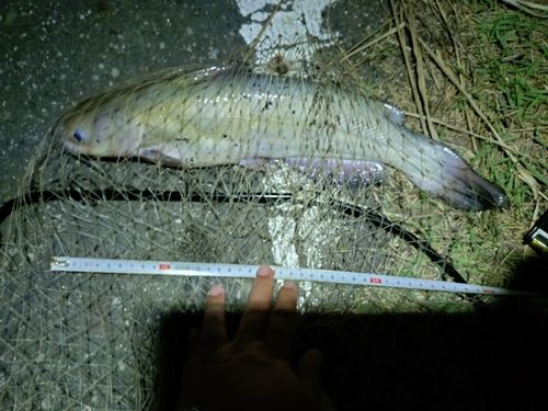 アメリカナマズの釣果