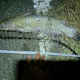 アメリカナマズ