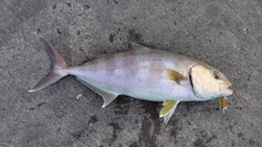 カンパチの釣果