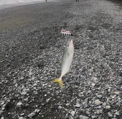 ワカシの釣果
