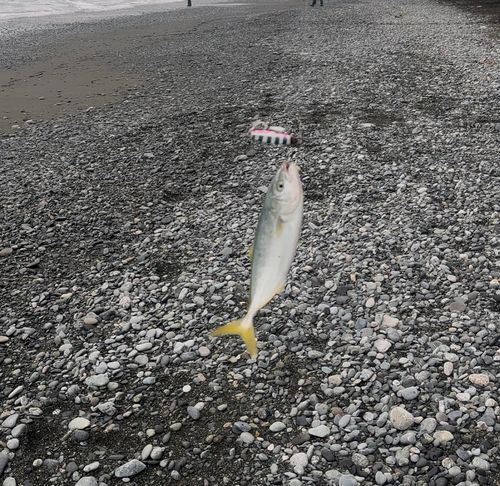 ワカシの釣果