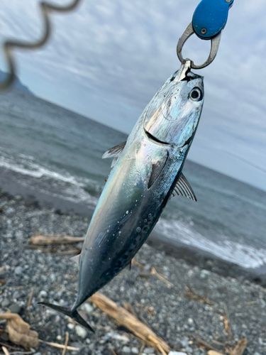 ソウダガツオの釣果