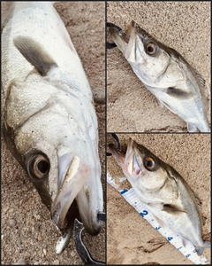 シーバスの釣果