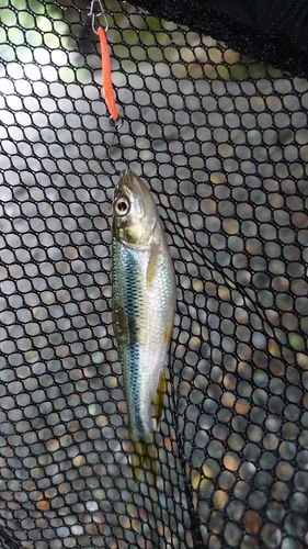 カワムツの釣果