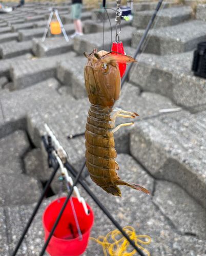 シャコの釣果