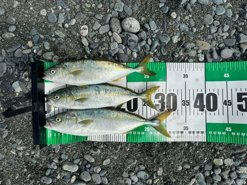 ワカシの釣果