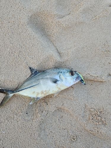ガーラの釣果