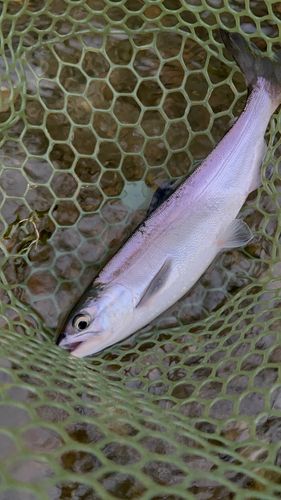 ヒメマスの釣果