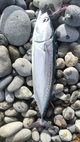 マルソウダの釣果