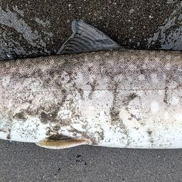 アメマス