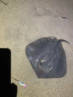 エイの釣果