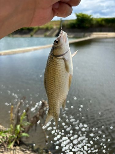 ギンブナの釣果