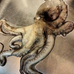 タコ
