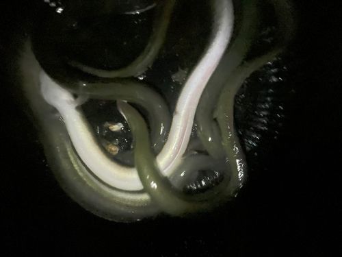ニホンウナギの釣果