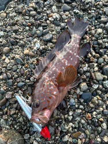 キジハタの釣果