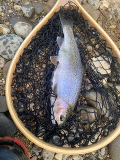 ニジマスの釣果