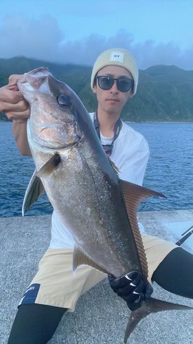 ヒレナガカンパチの釣果
