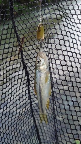 カワムツの釣果