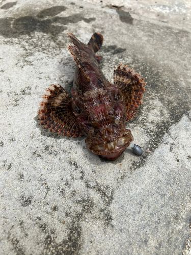 オニカサゴの釣果