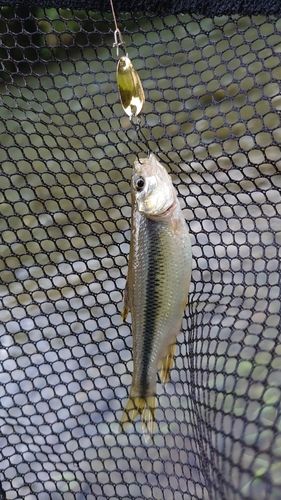 カワムツの釣果