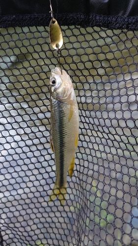 カワムツの釣果