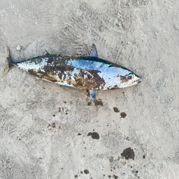 ソウダガツオ