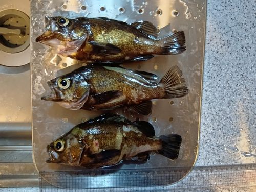 メバルの釣果
