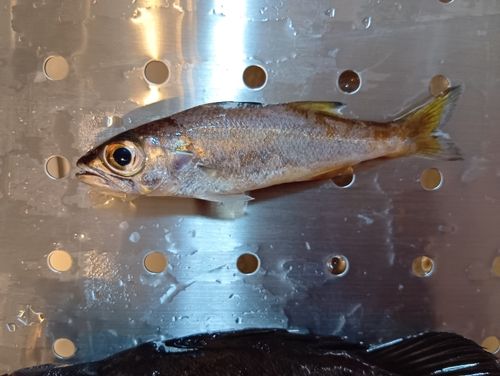 クロムツの釣果