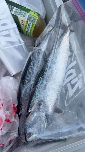 ソウダガツオの釣果