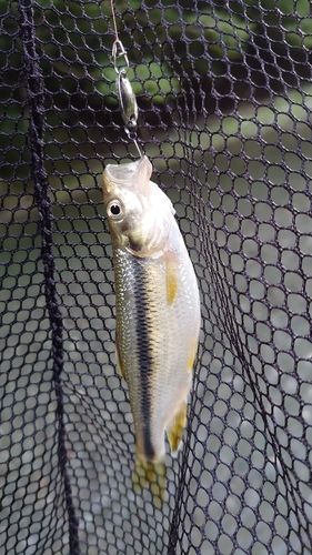 カワムツの釣果