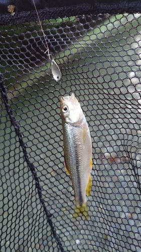 カワムツの釣果