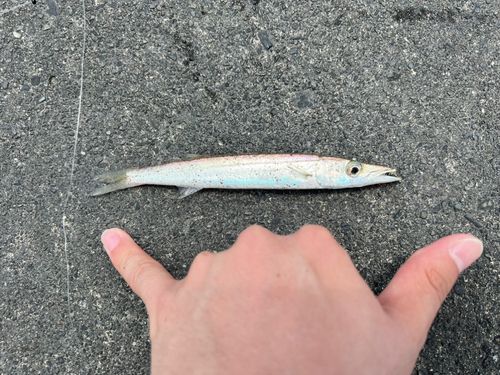 カマスの釣果