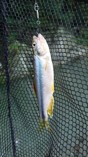 カワムツの釣果
