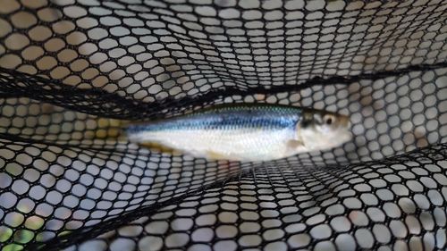 カワムツの釣果