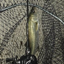 セイゴ（マルスズキ）