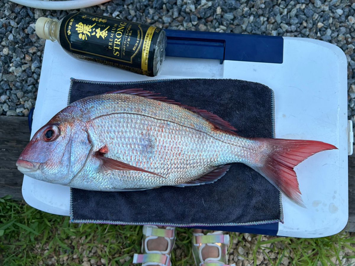 釣り吉どん兵衛さんの釣果 3枚目の画像