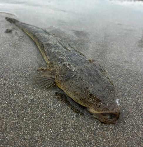 マゴチの釣果