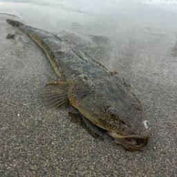 マゴチ