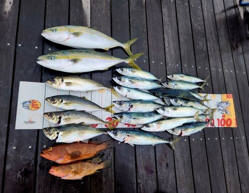 アジの釣果