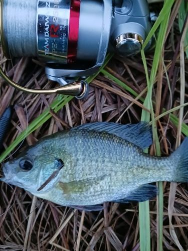 ブルーギルの釣果