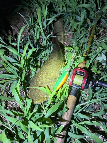 ナマズの釣果